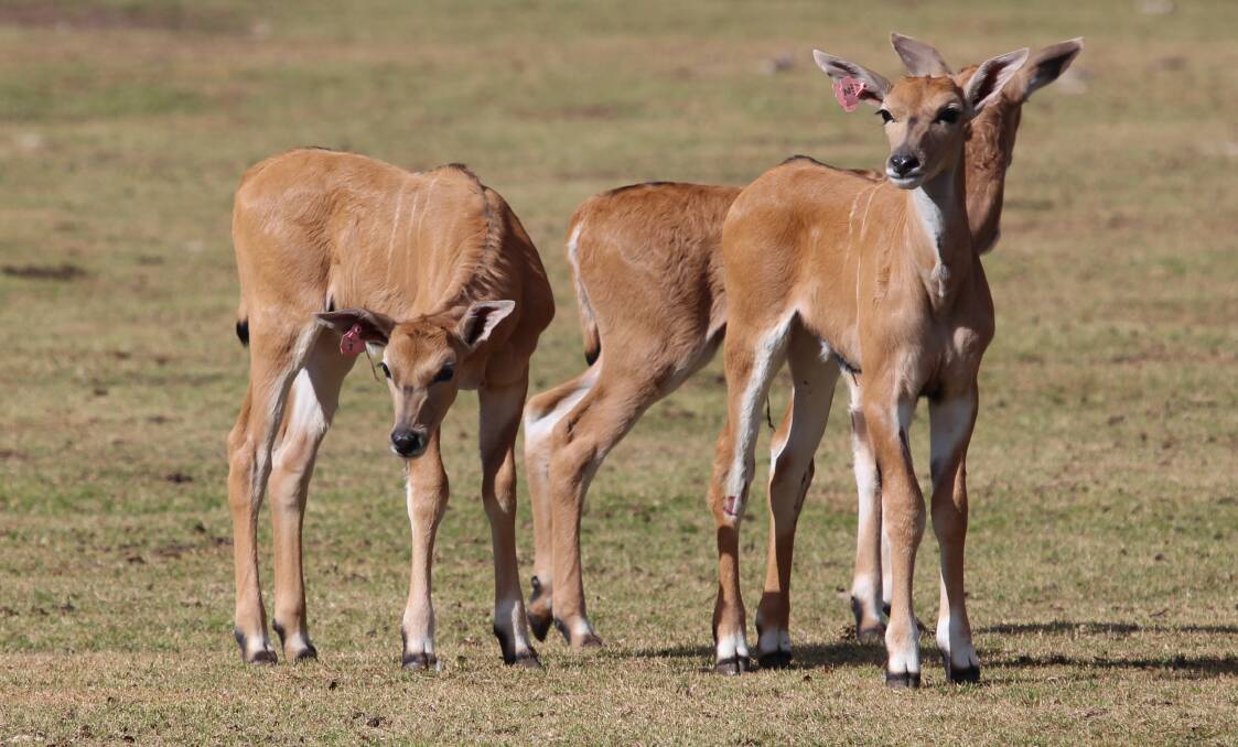 New Eland: Five calves have been born recently at Taronga Western Plains Zoo to kick-start the breeding season. 