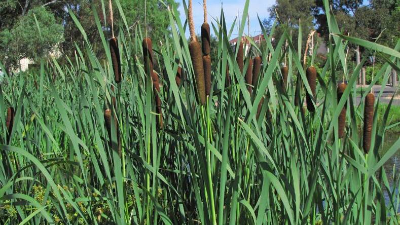 WETLAND GRASS: Baaliyan bulrush (Typha domingensis) need culling back now and then so waterways don’t clog up. 