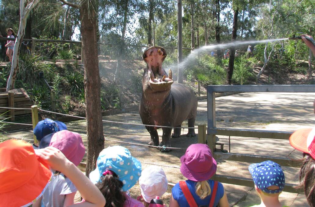 SPRING CLEANING: One of Taronga western Plains Zoo's hippos getting a hose down for the kids. Photo: CONTRIBUTED