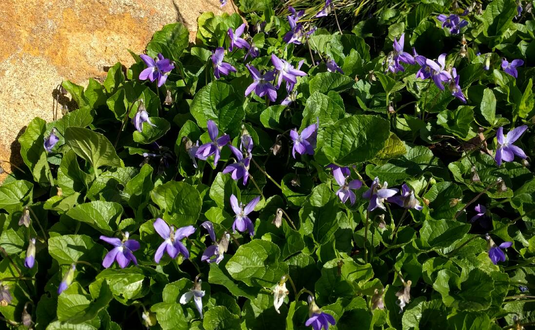 There’s something funny going on with our violets in many gardens across the state.