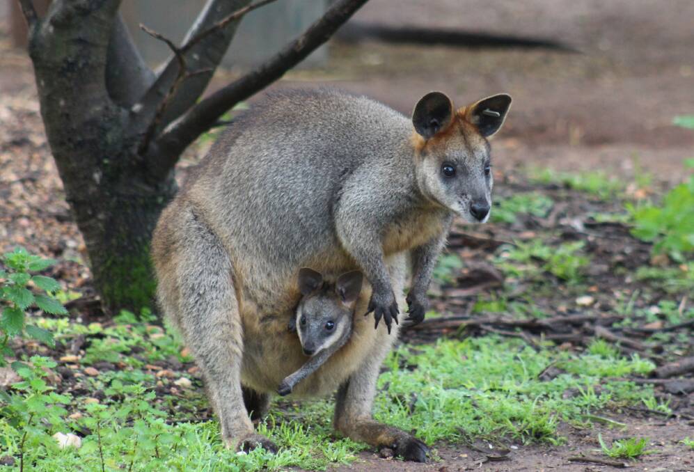 Swamp wallaby joeys: are becoming more and more independent, hopping out of their mother’s pouches more regularly now, especially when the sun is out.
