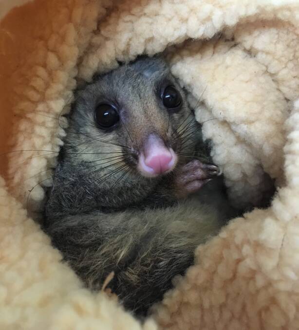 LOOKING UP: One of the two six-month-old brushtail possums that are being cared for at the zoo's wildlife hospital after being orphaned.