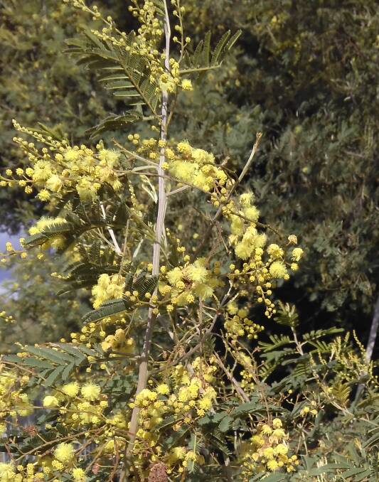 WATTLE: If you are up near the Botanic Gardens pop on in and have a look.