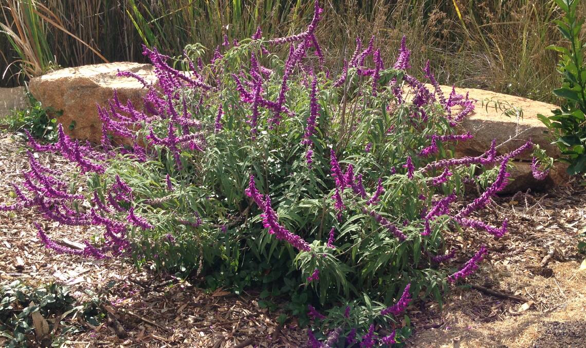 PURPLE HAZE: Mexican sage (salvia leucantha) grows at Elizabeth Park in the sensory garden. It is not frost hardy, but comes back each year with valiant, dauntless gallantry.