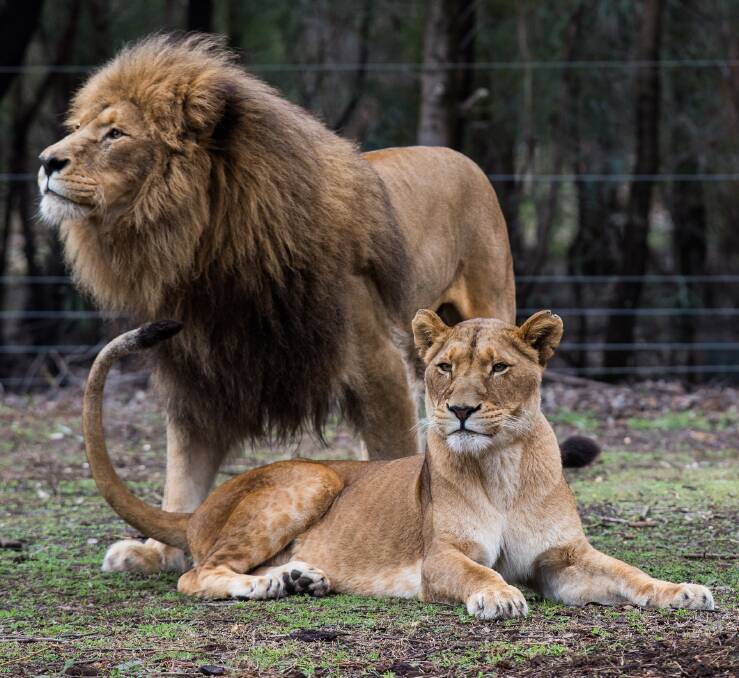 UNforgettable experience:  This Valentine's Day you and your loved one can get up close and personal to African Lions Lazarus and Maya and many more animals.