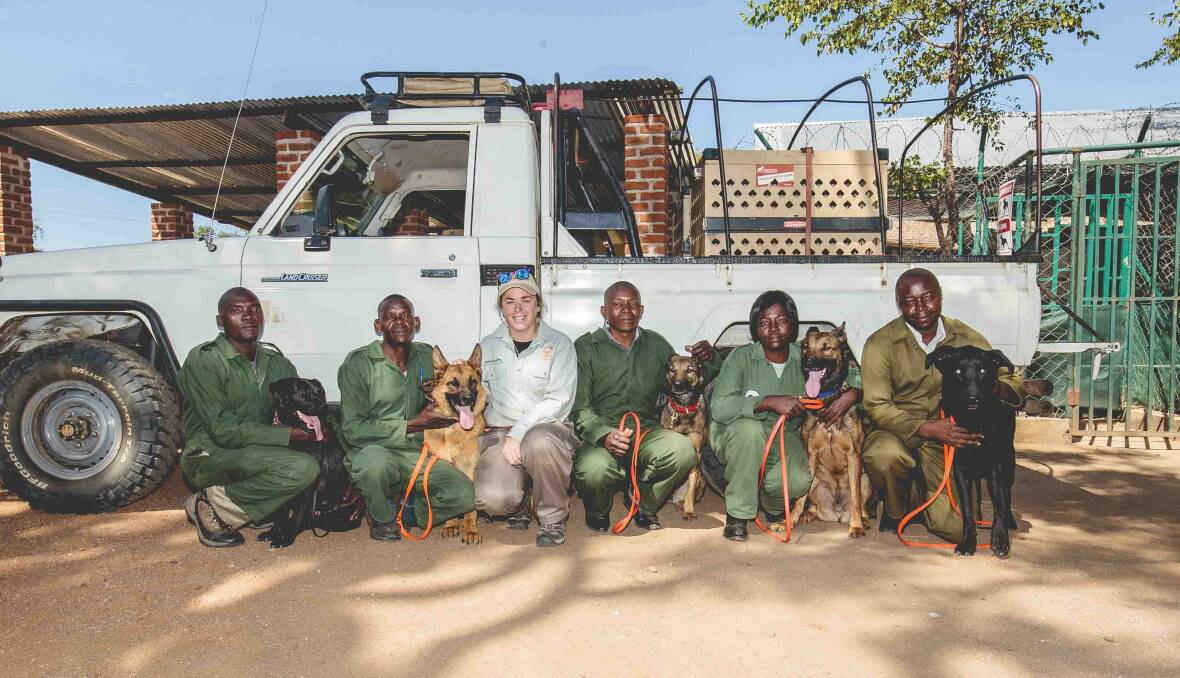 Zoo keeper Bobby-Jo Clow with the detection dog team during her visit to South Luangwa in Zambia. Photo: CONTRIBUTED