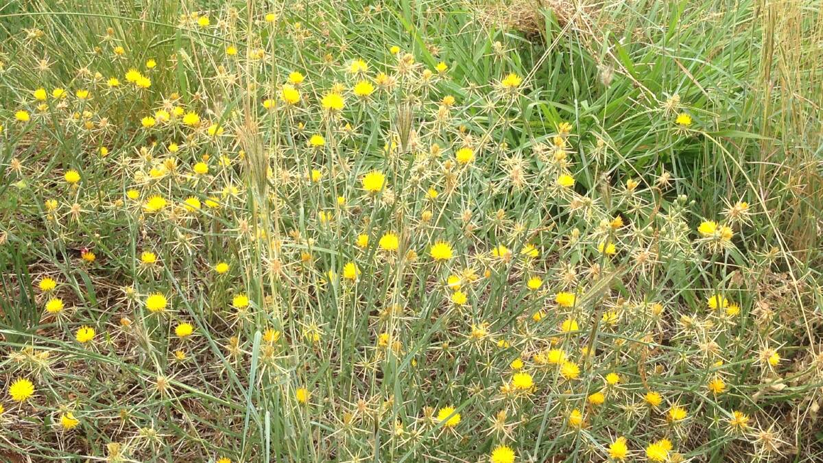 YELLOW STAR WEED: St Barnaby's thistle competes with desirable species in crops and pastures. The large rosettes shade out other species and compete for nutrients. The weed can greatly deplete soil moisture. 
