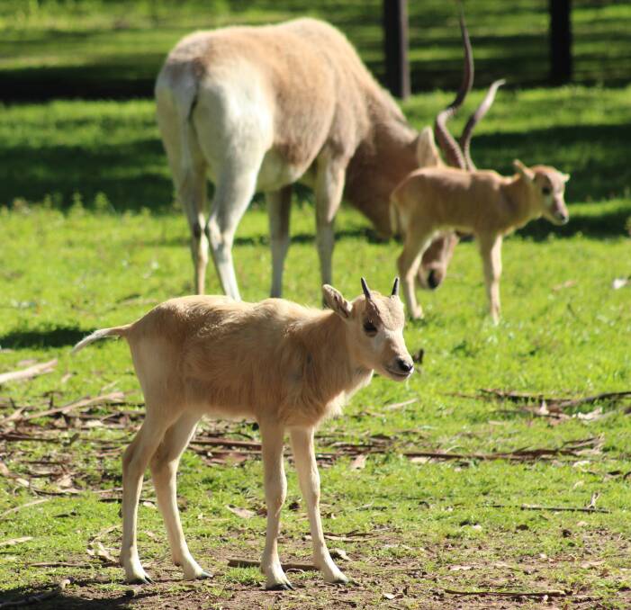 New: Three addax calves have been welcomed into the Taronga Western Plains zoo enclosure recently. Addax are critically endangered, sadly, a recent survey found, with only three individual addax left in the wild. 