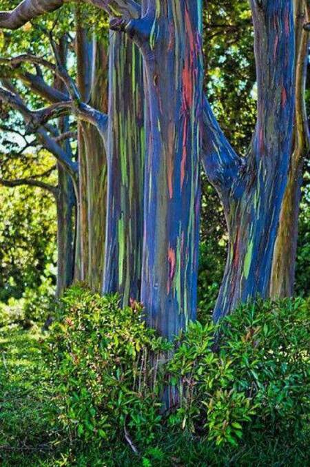 AMAZING: The rainbow gum grows, north of the equator, in the Philippines, New Guinea, and Indonesia.  Photo: CONTRIBUTED