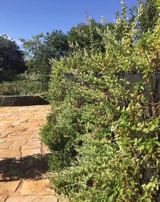 Elizabeth Park: The mint wall in the sensory garden bridge which helps make one of four distinct areas in the Dubbo Regional Botanic Garden. Photo: CONTRIBUTED