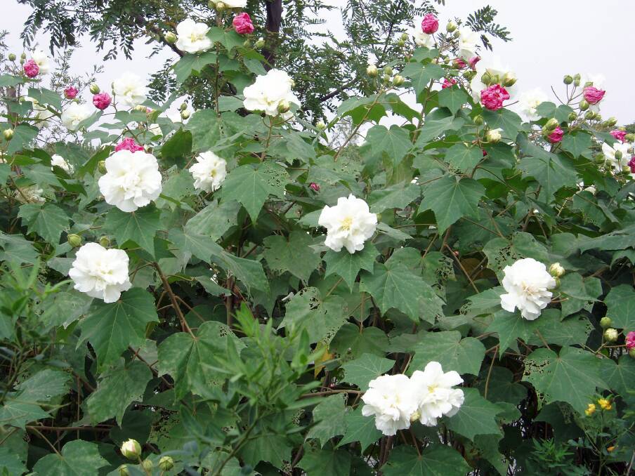 Hibiscus mutabilis, also called Confederate and Cotton Rose