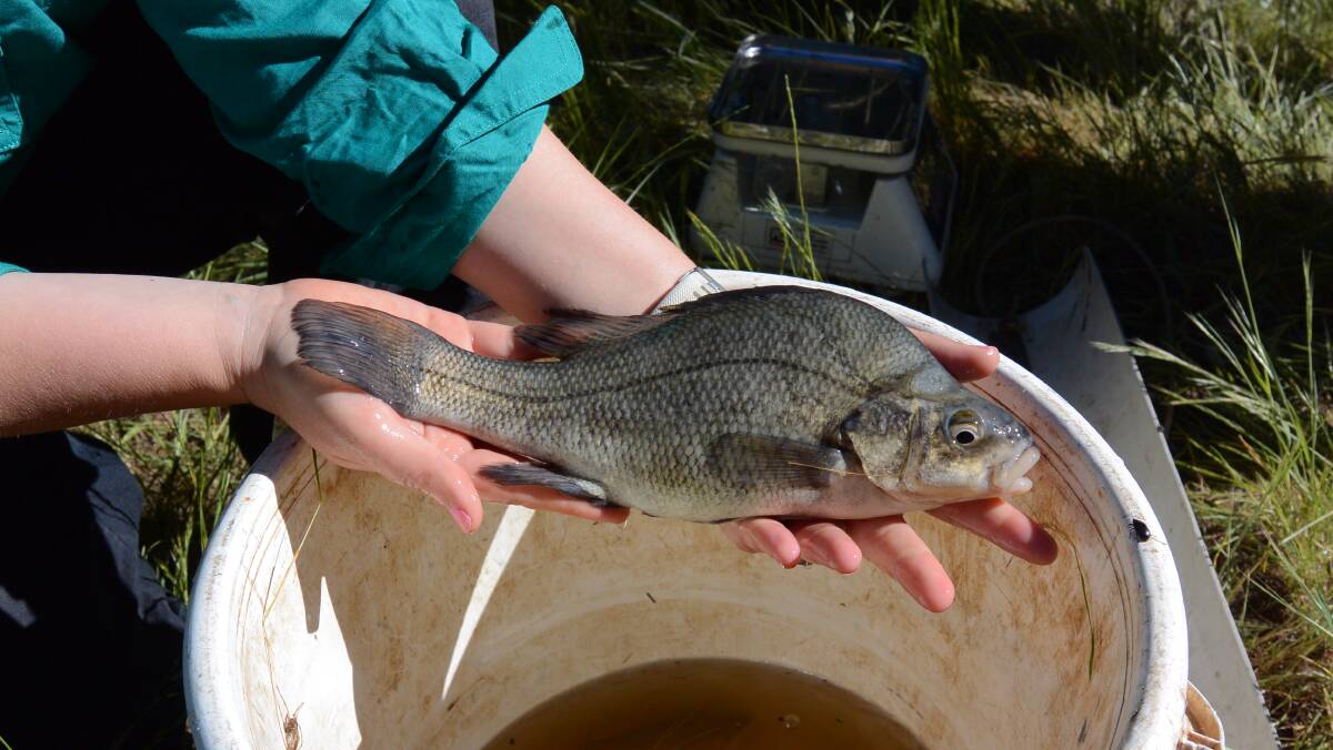 The Macquarie Perch, which is believed to no longer exist in our local river, is a medium-sized fish, commonly 30 – 40 cm. Photo: NSW DPI Fisheries 