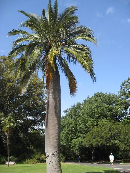 Solitary Palm: This unimposing palm tree in Victoria Park, with an exotic background,  has a few stories to tell no doubt. Photo: CONTRIBUTED