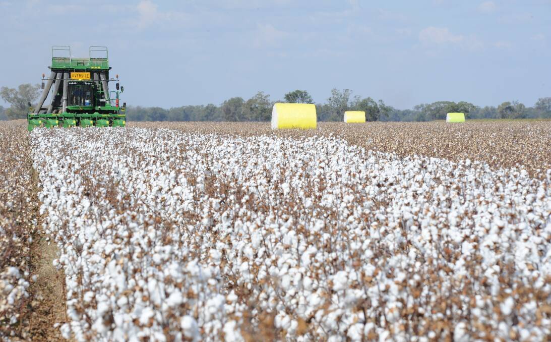 Good news: A boost to the rural economy should be a very substantial cotton crop with all water storages chock-a-block and the outlook very positive. Photo: FILE