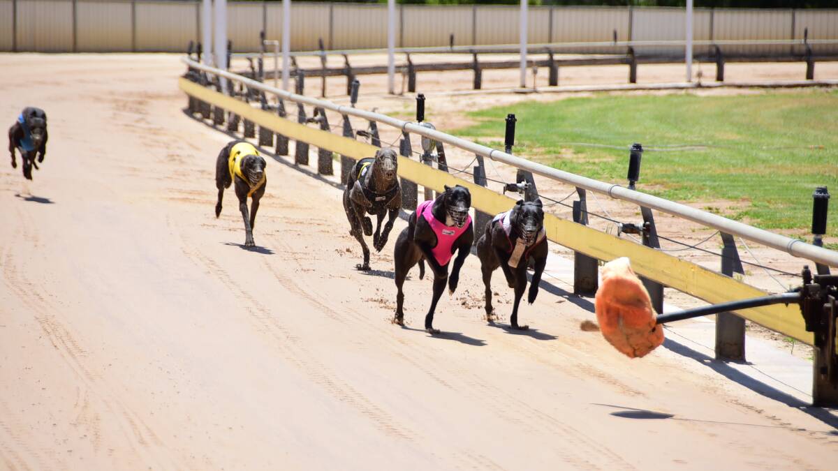 Moving forward: Greyhound racing at Dubbo will continue into the future after a reform package was announced by the NSW government. Photo: FILE