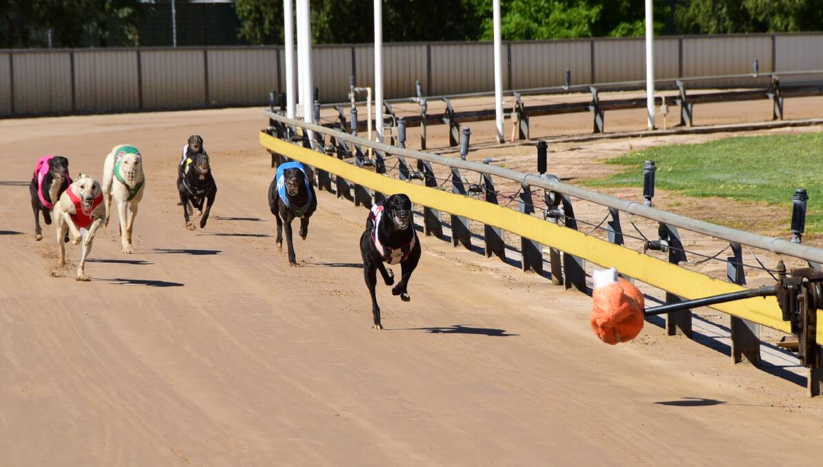 Nervous wait: Greyhound tracks around NSW face uncertainty as planning begins to reform the industry. Photo: BELINDA SOOLE