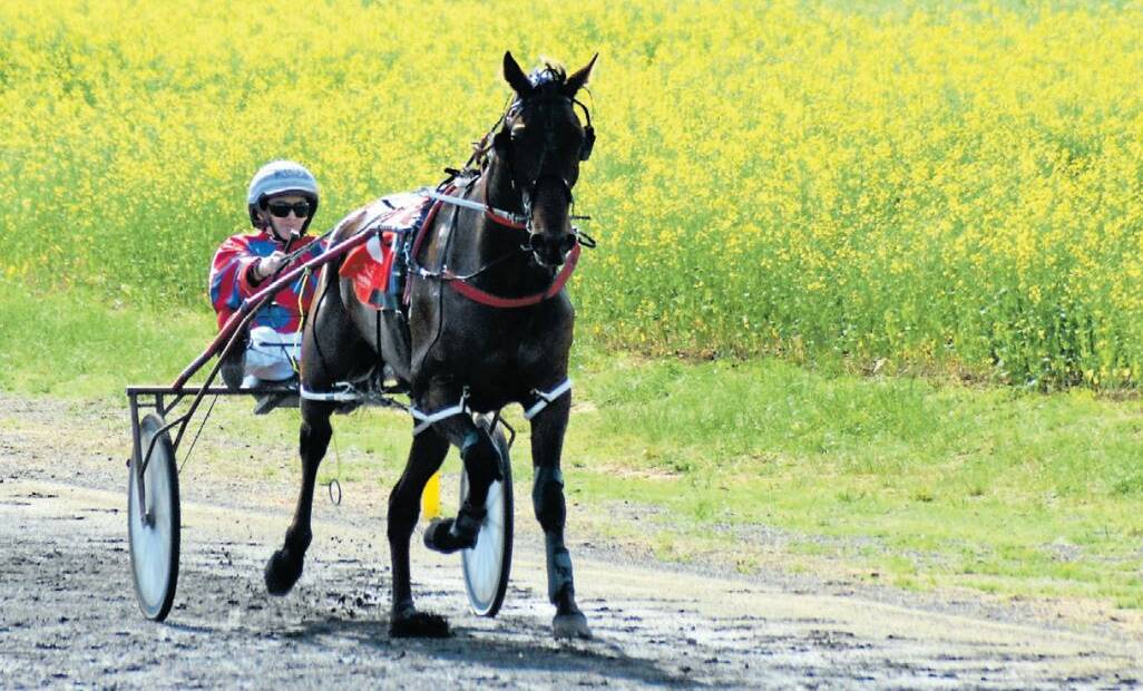 Cancelled: Amanda Turnbull steered Oh I Am The One to victory in last year's Canola Cup. There will be no winner in 2016. Photo: MICHAEL BUSHELL