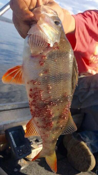 Not good looking: A redfin caught during the Burrendong Classic on the Easter weekend. Photo: BURRENDONG CLASSIC