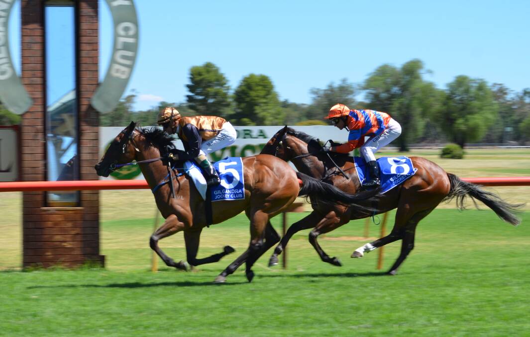 Mission accomplished: Mathew Cahill and Bryan's Babe (#5) edge out Dollar Thief in the first race at Gilgandra on Sunday. Photo: MARK RAYNER