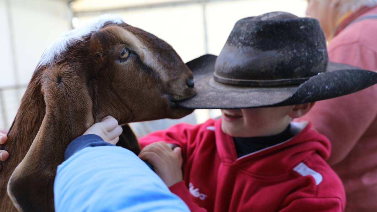 QUICK SNACK: Oliver, a young visitor to the Mudgee Small Farm Field Days, meets a hungry goat. Photo: Simone Kurtz