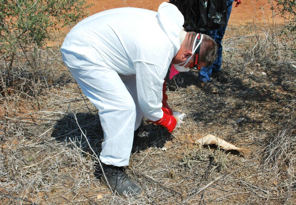 A NSW Environment Protection Authority (EPA) officer recovering suspected poisoned material at Cobar as part of investigation into unlawful baits. Photo: NSW EPA.