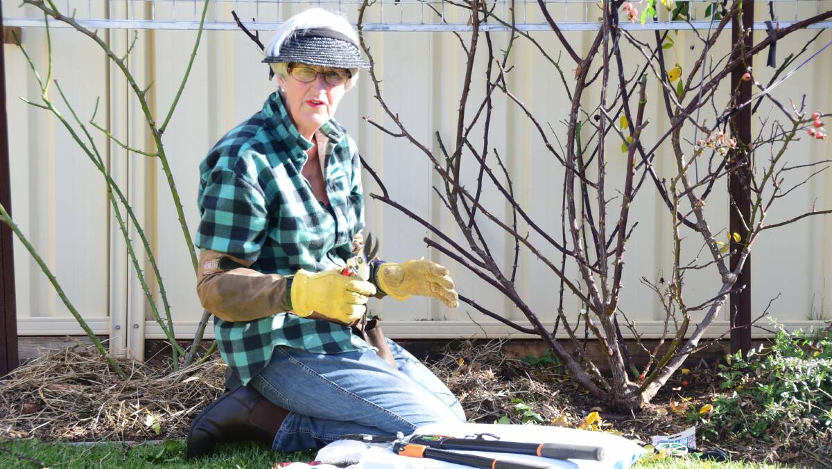 Garden passion: Victorian Rose Society committee member Diana Fickling demonstrates rose pruning at the Winter Garden fundraiser. Photos: PAIGE WILLIAMS.