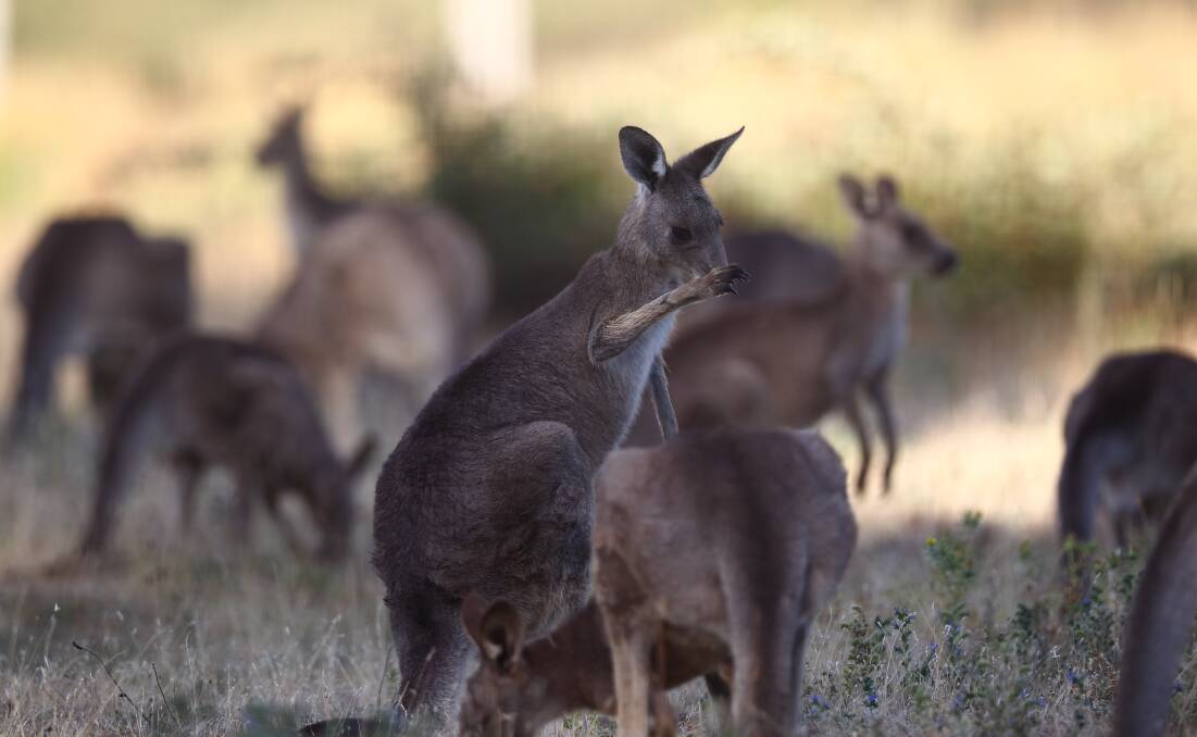 Kangaroos. File photo.