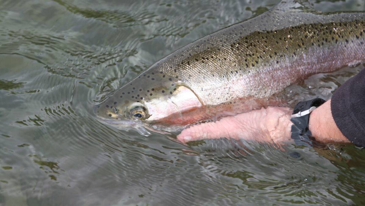 Lure: Rainbow, brown and brook trout have been released. Photo contributed.