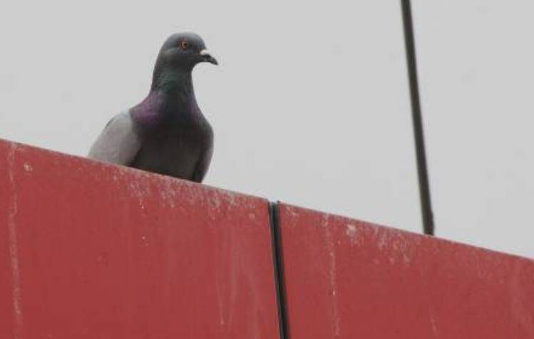 A feral pigeon. File photo