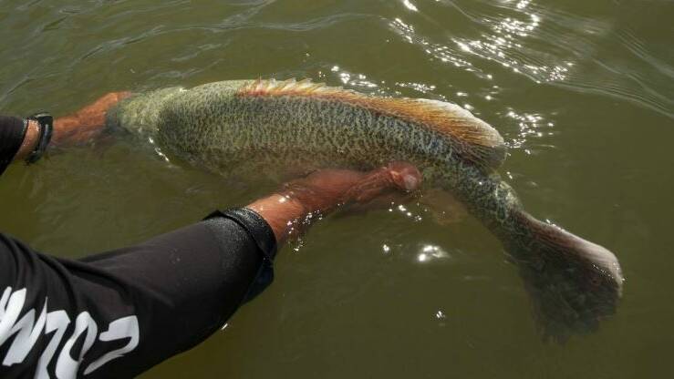 Native fish, including the Murray cod are facing tough conditions this summer. File photo. 