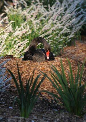 A black swan on a nest. File photo. 