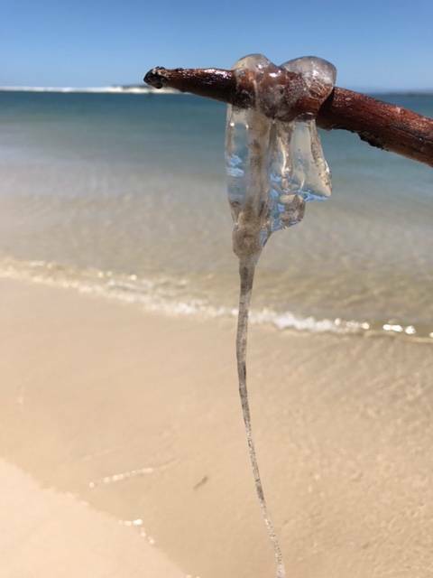DANGEROUS CREATURE: The morbakka jellyfish found by rangers at Swan Bay on North Stradbroke Island.