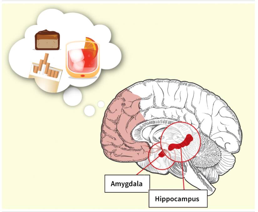 Desire for sugar is linked to the amygdala, which registers fear and stress. Sugar also seems to adversely impact the hippocampus - the home of memory. Image: THE AGE