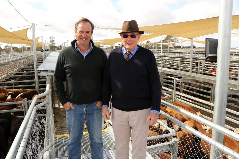 Manager Saleyard and Showgrounds Ross McCarthy with Stock and Station Agent Peter Milling at the Thursday cattle sale which saw a yarding of more than 7000. Photo: CONTRIBUTED