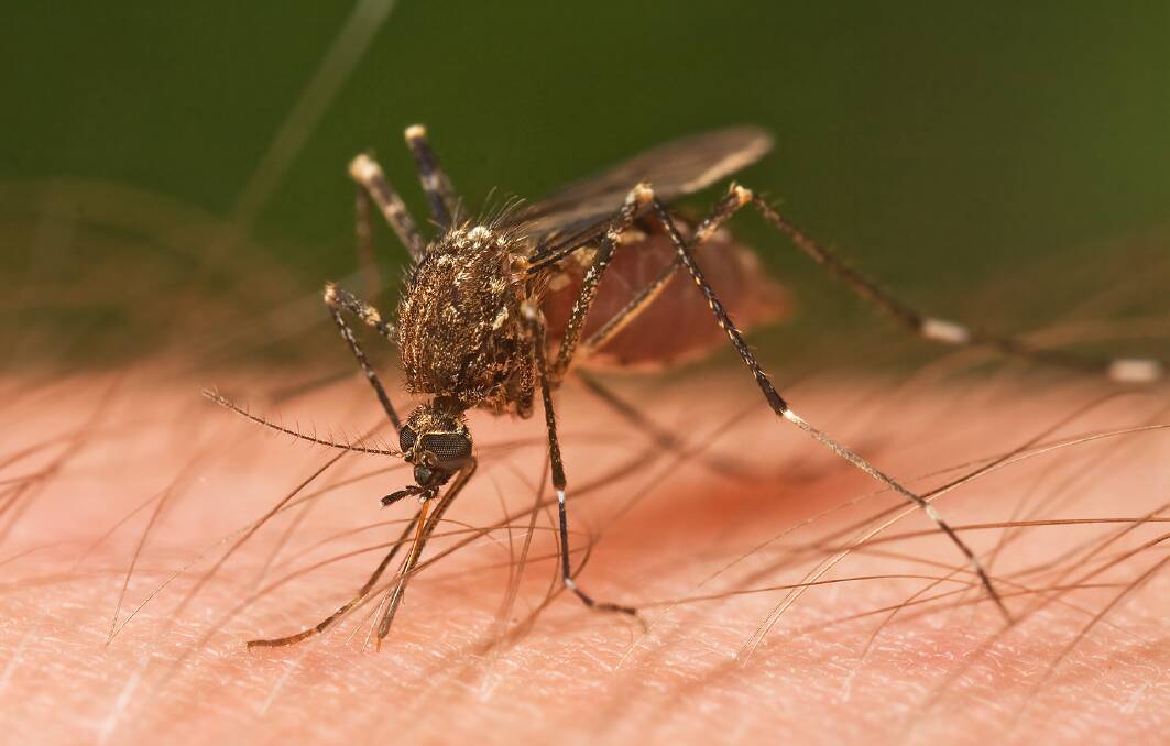 Western NSW Local Health District is warning the public to take care against mosquito-borne viruses.