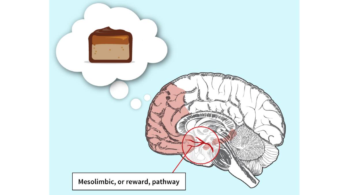 The part of the brain that senses hunger is also integrated into the rewards system. Image: THE AGE