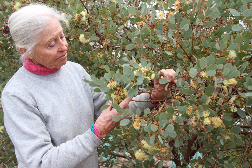 OAM recipient Marion Jarratt pictured at the aboretum with a eucalyptus websteriana.  
				    Photo: contributed