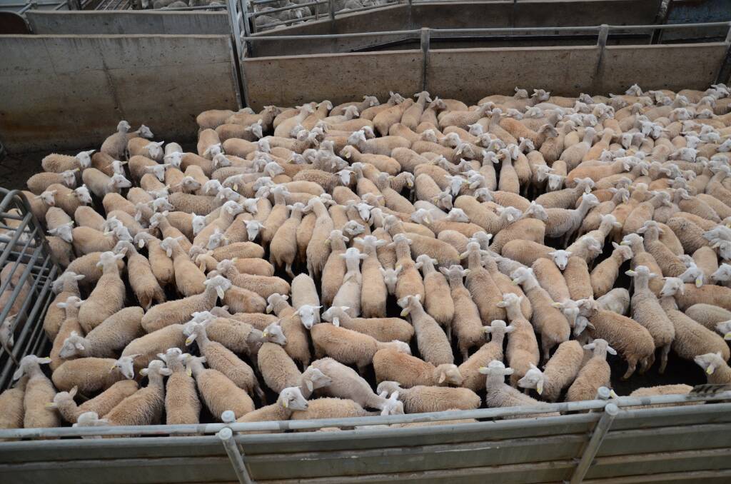On Monday, lamb and sheep yarding drew in 39,600, a drop from last weeks 46,990 yarding.