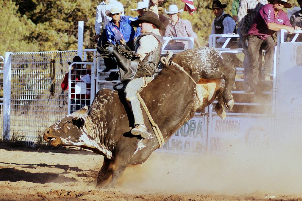 Jordan Robb in action at a recent rodeo. He was thrown from a bull during a competition in Armidale on Saturday and is a quadriplegic.			 Photo: RUTH EGAN - R.L.G IMAGES