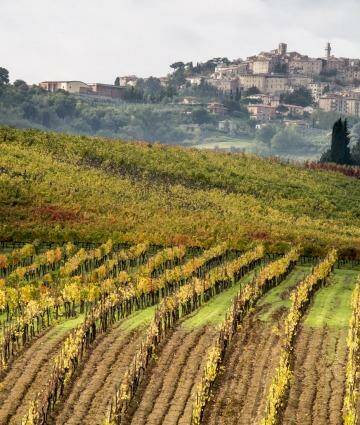 Colourful vineyards surround the medieval town of Montepulciano. Photo: Danita Delimont