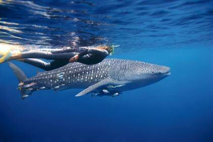 Heart-joltingly dramatic: Snorkelling with whale sharks off Ningaloo Reef in Northern Western Australia. Photo: Tourism Australia (Anson Smart)