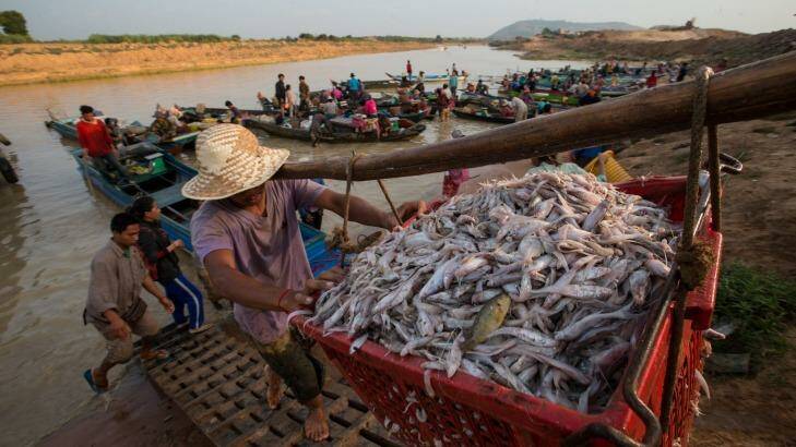 Fishing boats are unloaded near Siem Reap,Ton Le Sap Lake, Cambodia.  Photo: Jason South
