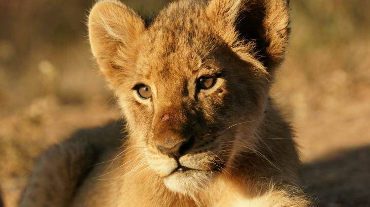 Enjoy seeing Africa's game animals on a wildlife safari.