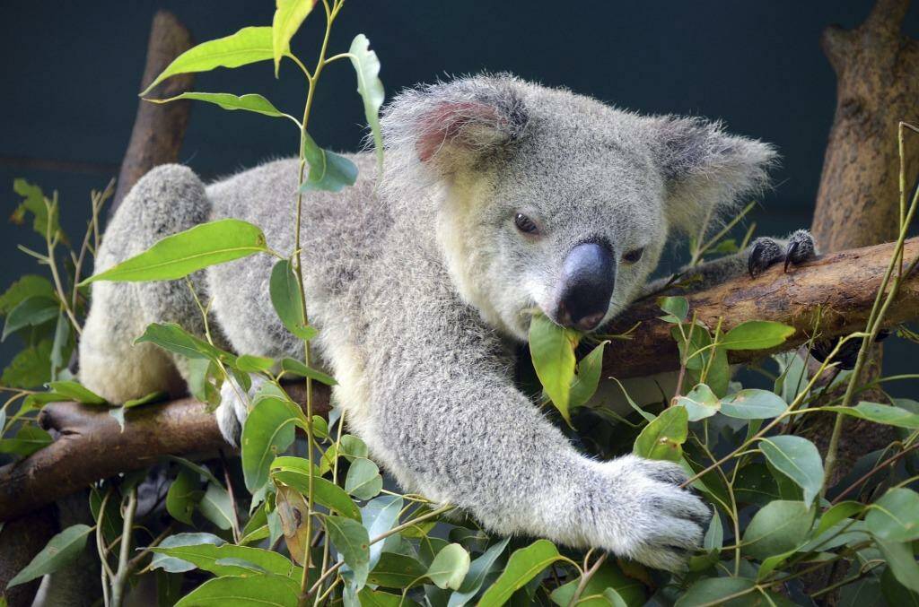 Koalas are patient patients: They just go with the flow, say hospital staff. Photo: iStock