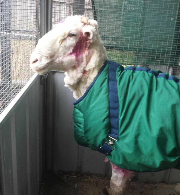 Chris the sheep after 40 kilograms worth of fleece is shorn off. Note: pink stain is antiseptic spray.PHOTO:ACT RSPCA