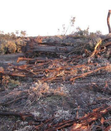 Land clearing at Croppa Creek, NSW. Photo: Via Facebook