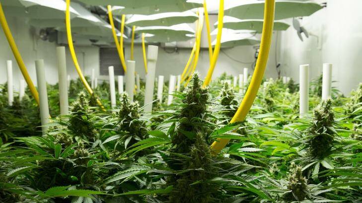 British Columbia facility Broken Coast Cannabis, where legal medical-grade marijuana is grown hydroponically. Photo: Broken Coast Cannabis