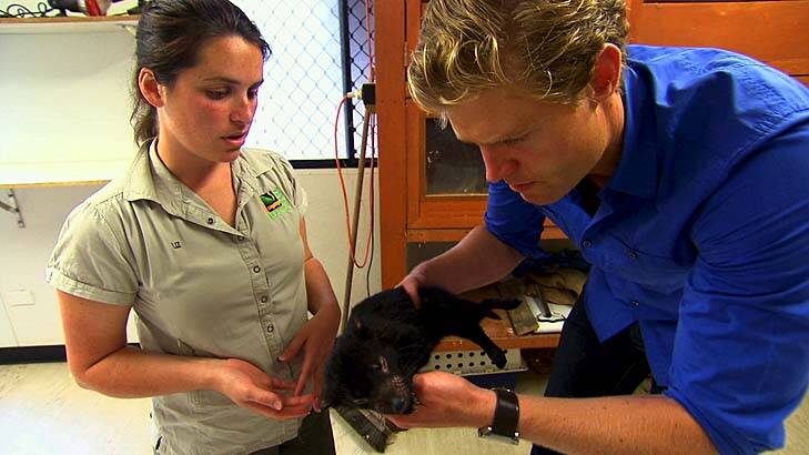 Cuddly critters: <i>Bondi Vet</i> will have animal lovers swooning. Photo: Supplied