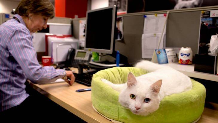 Robyn Watts and the office cat Monty who comes into the office every day. Photo: Edwina Pickles