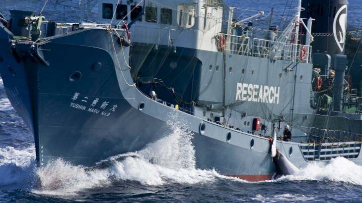The Japanese whaling fleet operating in the Southern Ocean in 2013.
 Photo: Glenn Lockitch/Sea Shepherd